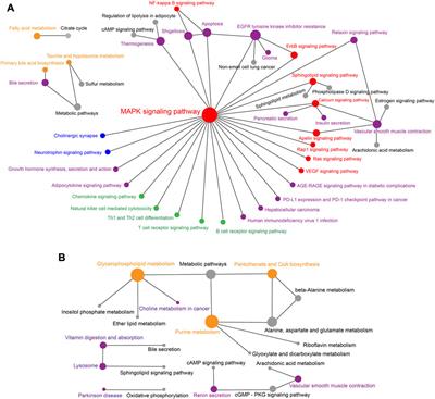 Untargeted metabolomics of the cochleae from two laryngeally echolocating bats